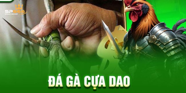 Cách Thức Đá Gà Cựa Dao Đầy Kịch Tính Tại SP666 2024 4 Đá gà cựa dao