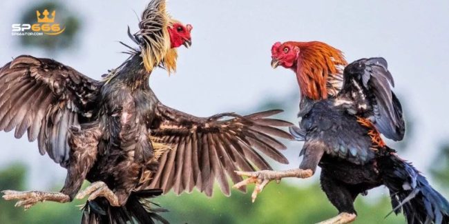 Đá Gà SP666 – Sân Chơi Đỉnh Cao Dành Cho Các Kê Thủ 2 Đá Gà SP666
