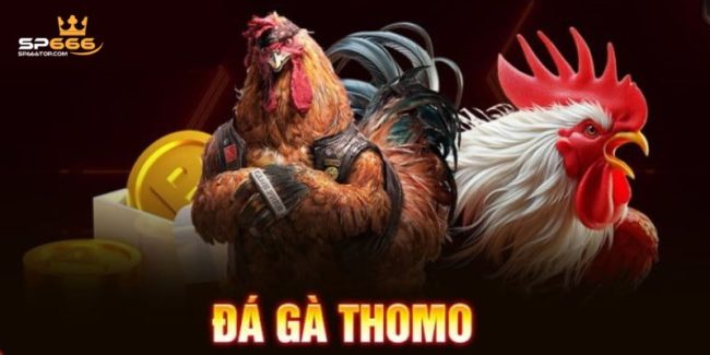 Hướng Dẫn Chơi Đá Gà Thomo Trực Tuyến Tại Sân Chơi SP666 5 Đá Gà Thomo